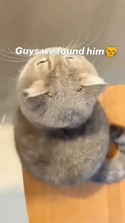 Guys We Found Him Cat Compilation