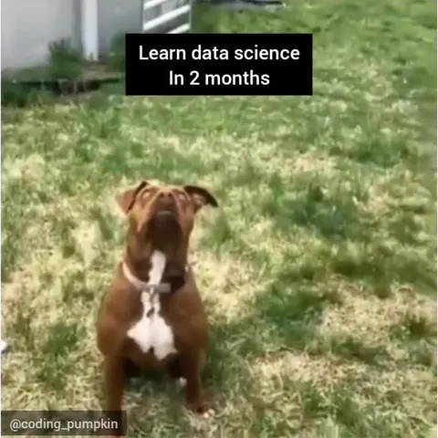 Dog Learns Data Science Fast