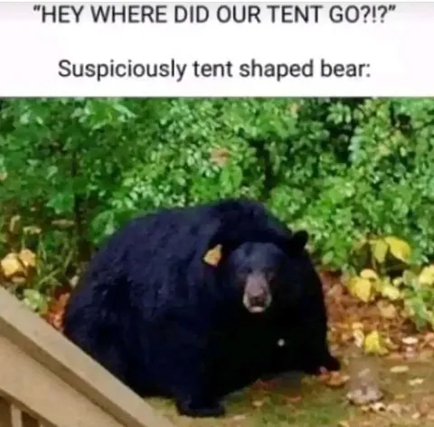Suspiciously Tent Shaped Bear