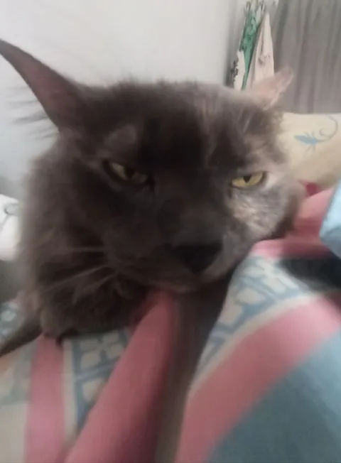Уставший сердитый кот