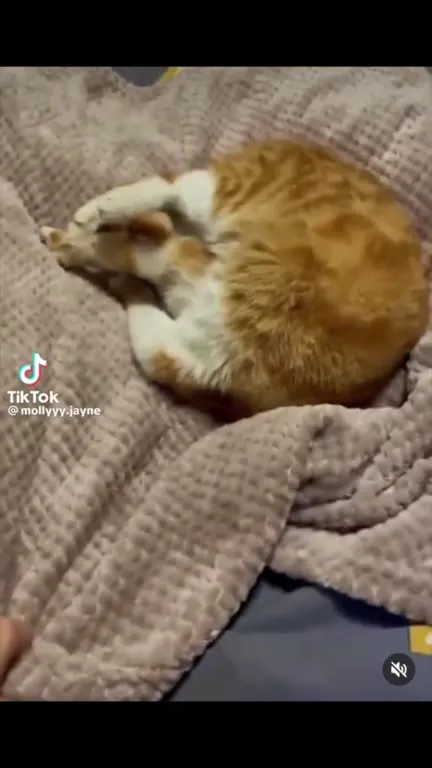 Домашние звери под эпичную музыку
