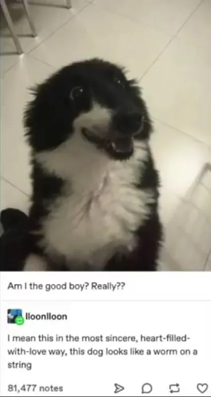 Dog Looks Like a Worm on a String