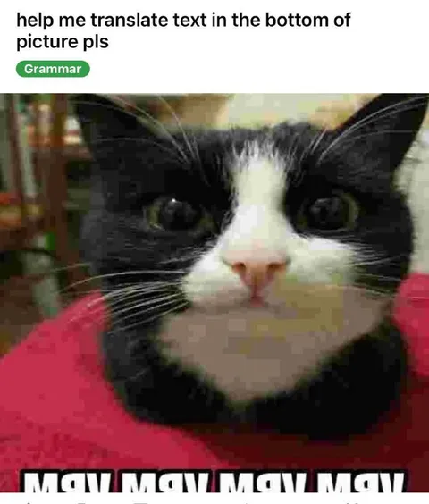 Translate the Cat Meows