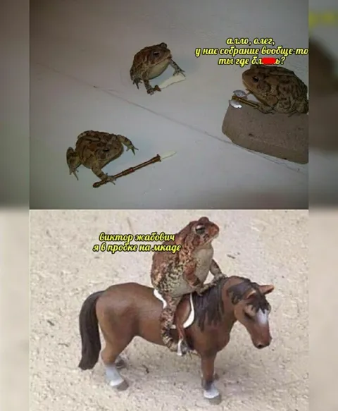 Жабы собрались выпить