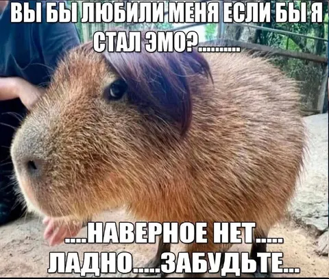 Морская свинка стала эмо