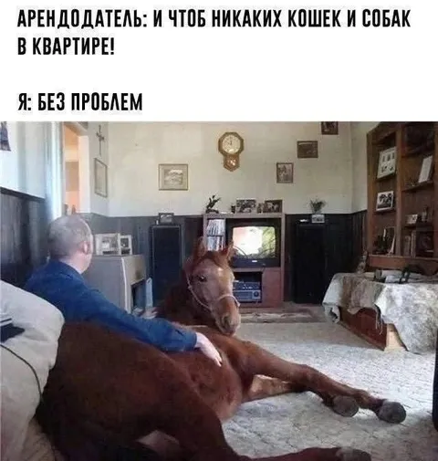 Арендодатель и лошадь в квартире