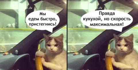 Кот за рулём на максимальной скорости