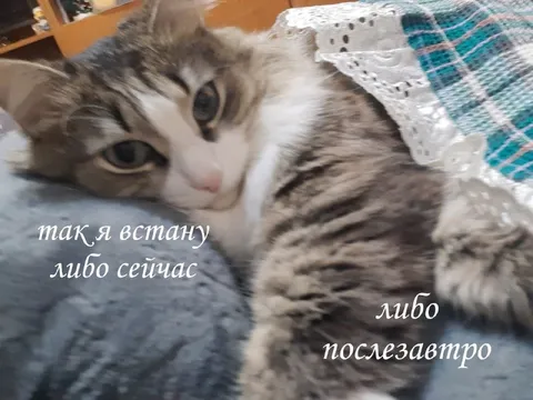 Так я встану либо сейчас
