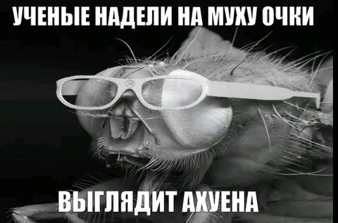 Учёные надели на муху очки