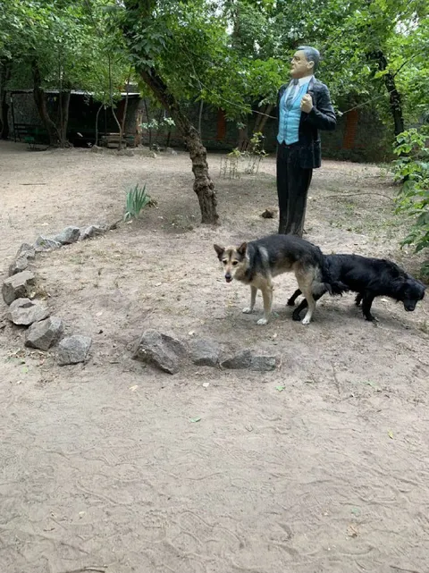 Собаки гуляют во дворе