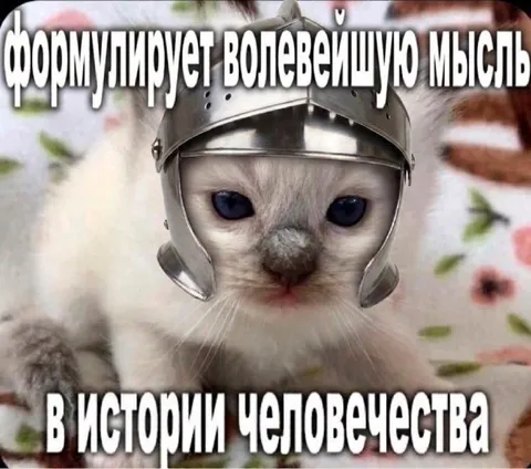 Кот формулирует волевую мысль