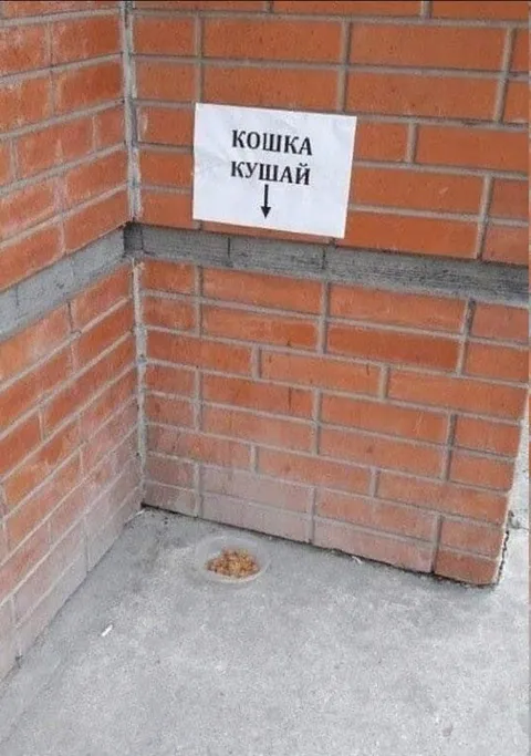 Кошка, кушай у стены