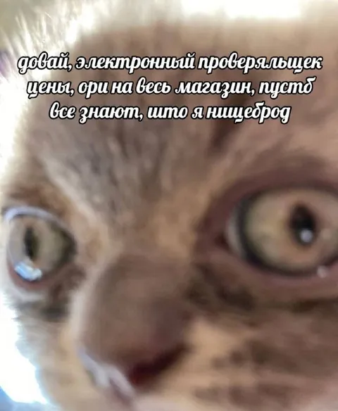 Кот орёт на весь магазин