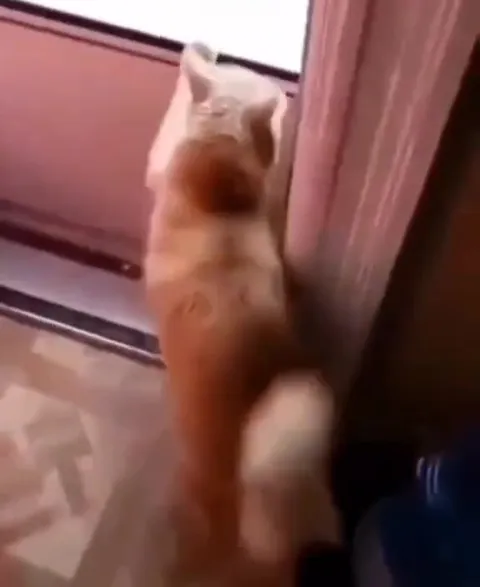 Кот рвётся на улицу