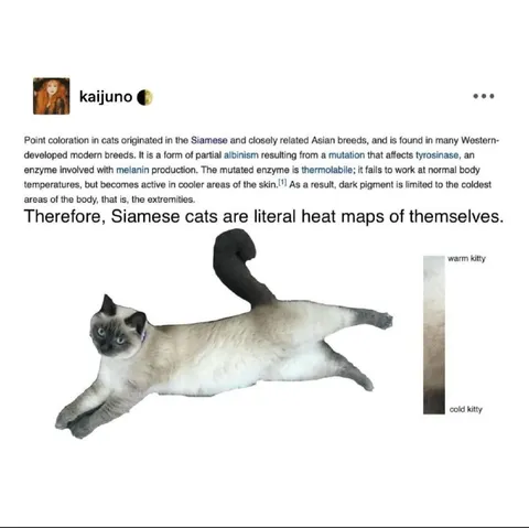 Siamese Cat Heat Map