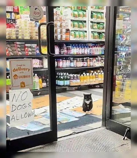 Cat Ignoring No Dogs Allowed