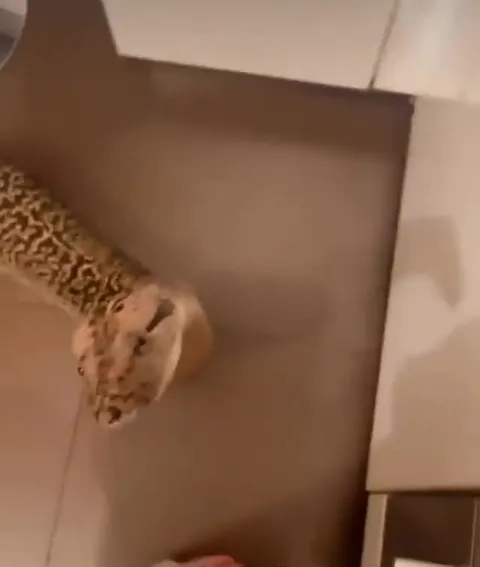 Snake Says Hello Like a Dog
