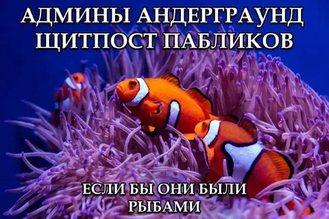 Админы андерграунд щитпост пабликов
