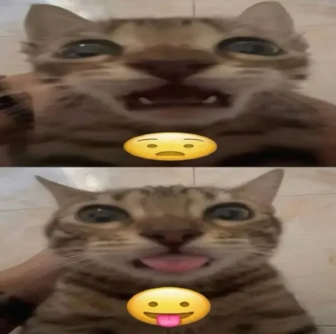 Грустный и довольный кот