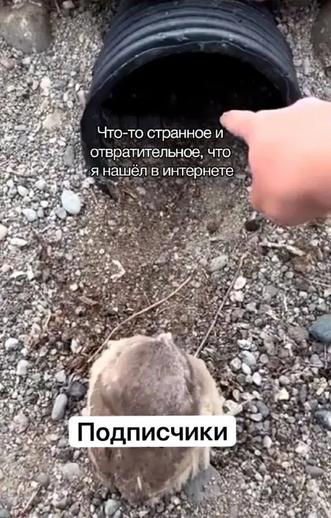 Подписчики нашли странное в интернете