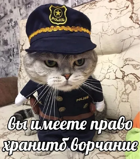 Кот-полицейский хранит молчание