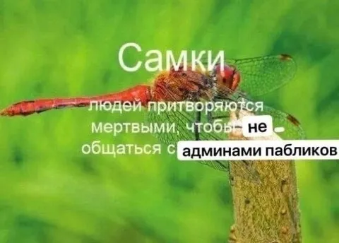 Самки не общаются с админами