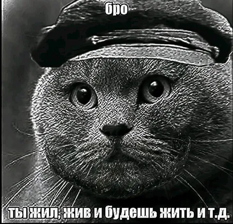 Кот-бро, ты жил и будешь жить