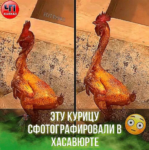Курицу сфотографировали в Хасавюрте