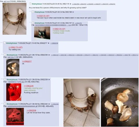 Cooking Toilet Mushrooms
