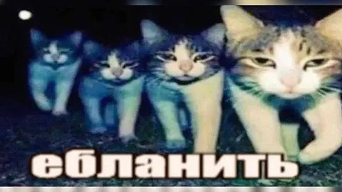 Котята идут сопанить