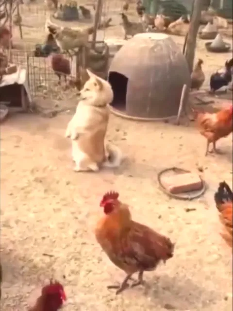 Собака среди кур