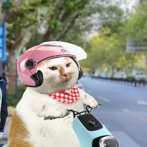Кот на скутере в шлеме
