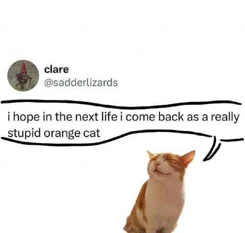 Stupid Orange Cat Reincarnation