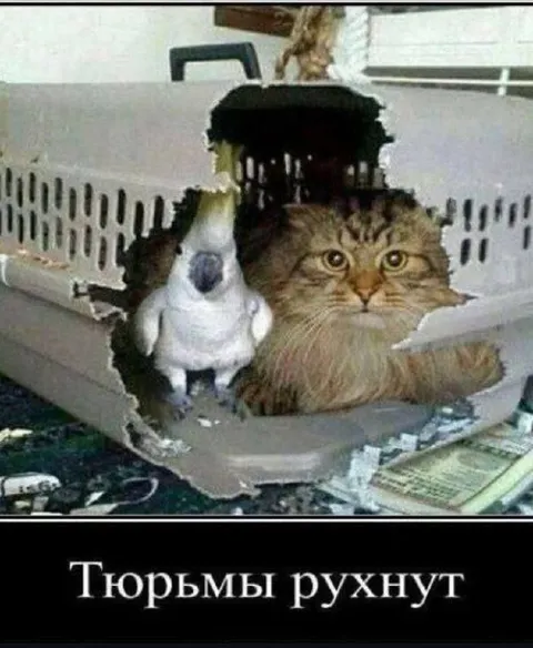 Кот и мышь в разрушенной переноске