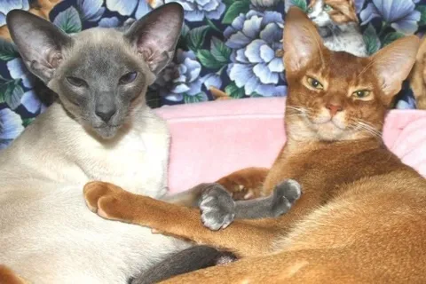 Коты держат лапки котёнка