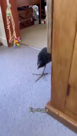 Big Steppa Bird