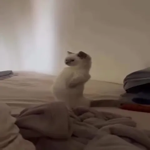 Котик выходит на сцену
