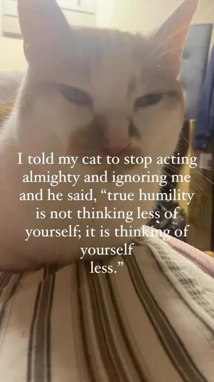 Cat Explains True Humility