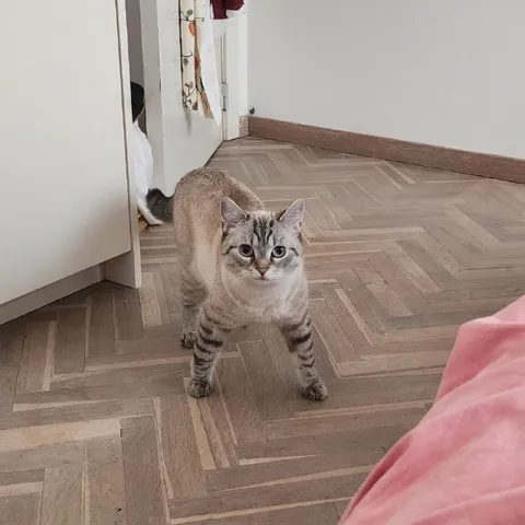 Кот требует внимания