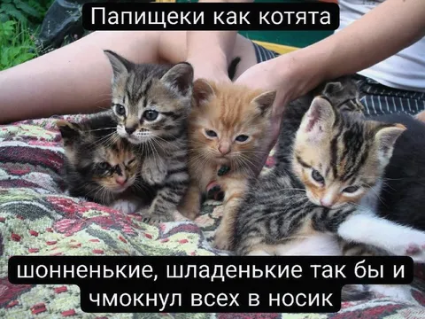 Папищєки как котята