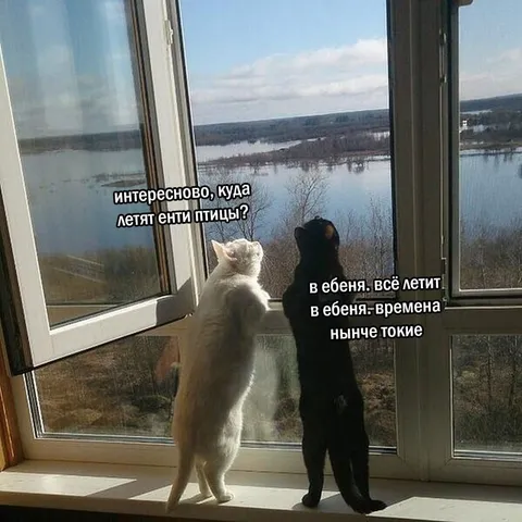 Куда летят птицы