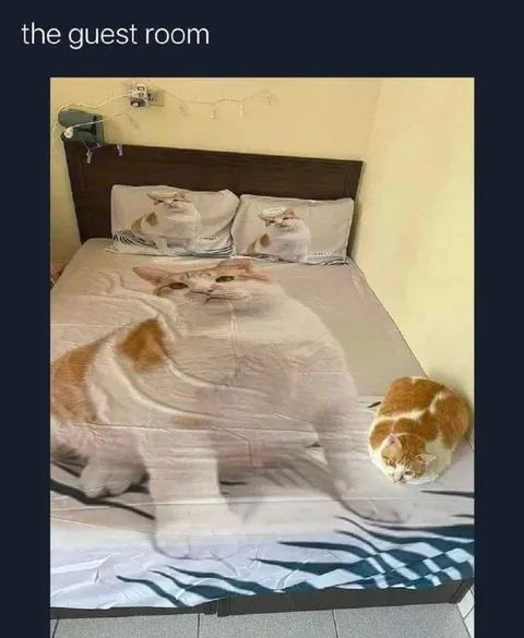 The Cat Guest Room