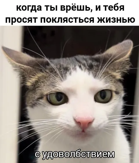 Кот с удовольствием признается