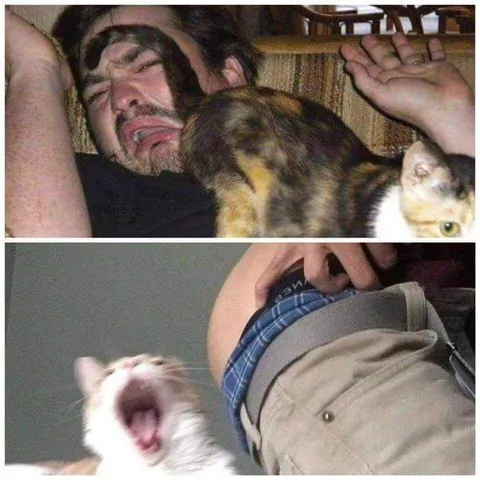 Кот мстит спящему хозяину