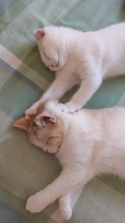 Котёнок не отпускает кота