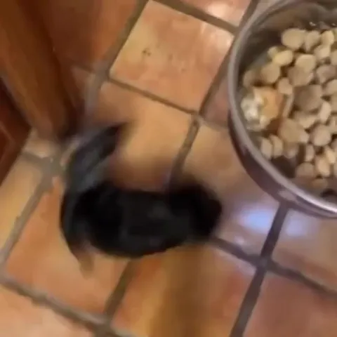 That’s Not a Dog, That’s a Dawg
