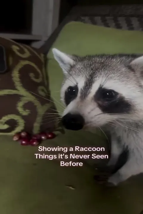 Showing a Raccoon New Things