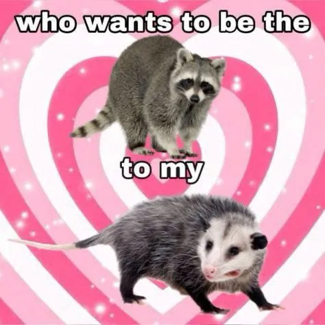 Who Wants to Be the Raccoon