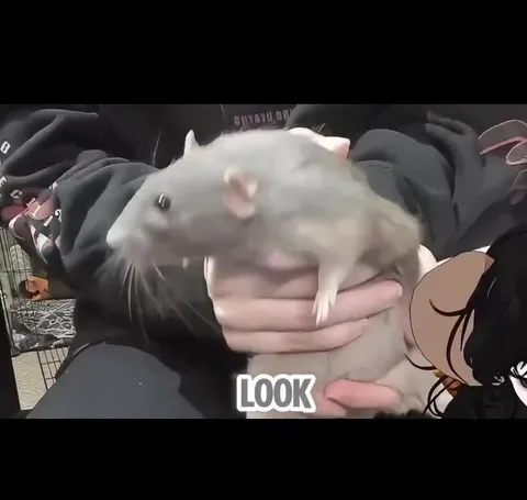 Mentally Stable Rat Girl