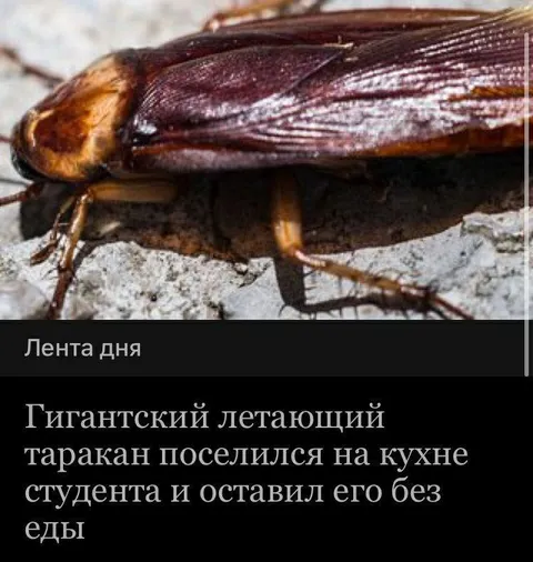 Гигантский таракан на кухне